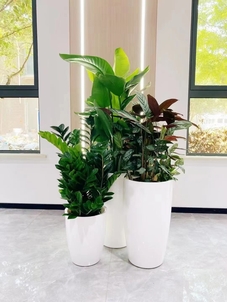 专业盆景租摆,宁波余姚的绿色艺术盛宴